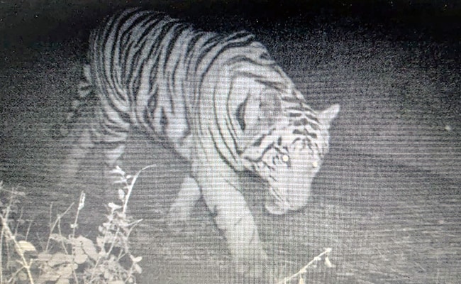 Tiger Still Inside The Bhopal College For 11th Day, Pugmarks Spotted