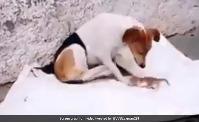 Watch: VVS Laxman Shares A Video Of A Dog Taking Care Of Orphaned Kittens