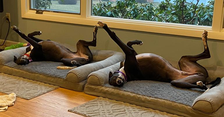 Animals are glitching out the Matrix again (32 Photos)