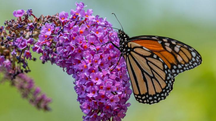 7 Shrubs to Plant Now so They Bloom in the Spring