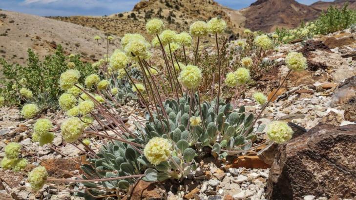 Groups to US: Protect Nevada flower from mine or face court