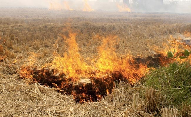 Stubble Burning Not Political Issue, States Should Try To Curb It: Minister