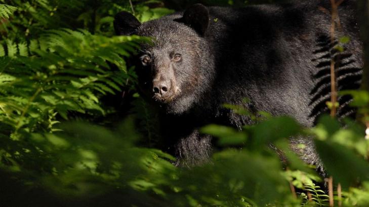 Woman mauled by bear in yard while letting dog out