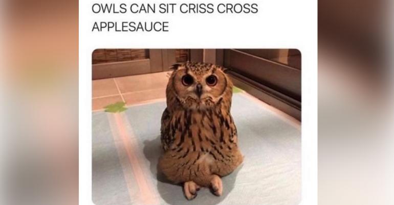 Memes so wholesome you could share them with Grandma (26 photos)