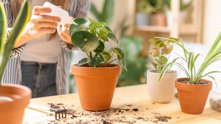 The Difference Between Plant Food and Fertilizer