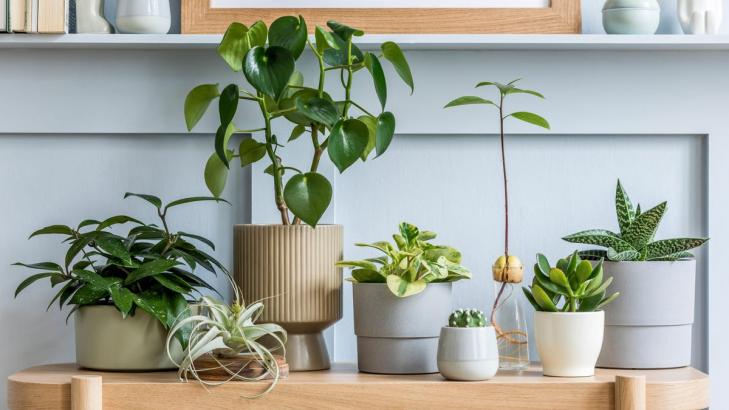 11 of the Best Gifts for the Green Thumb in Your Life