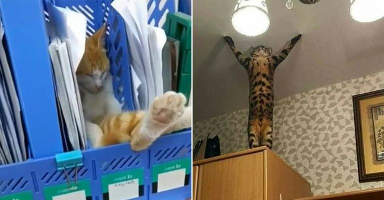 The cat is on the fritz again (30 Photos)