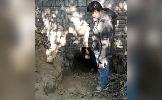 Video: Thieves Dig 10-Foot Tunnel To SBI In Kanpur, Take 1.8 Kg Of Gold