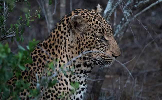 Leopard Found Dead With Bullet Injuries In Punjab, 2nd Case In Week