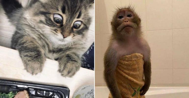 Animals prove once again that they’re the best thing found on the web (51 Photos)