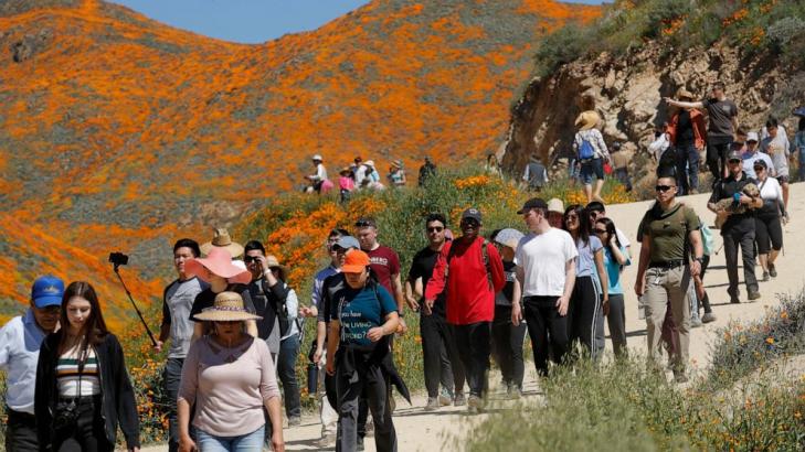 'Super bloom' swarms force California city to say no more