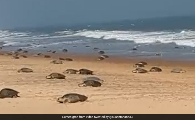 Watch: Olive Ridley Turtles On Odisha Beach For Annual Mass Nesting