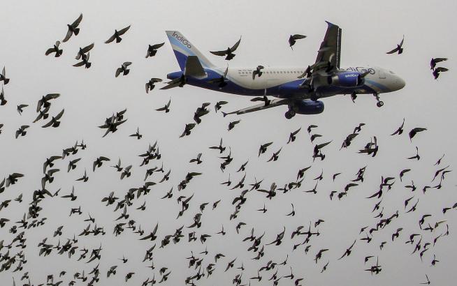 Delhi-Bound IndiGo Flight From Surat Diverted To Ahmedabad After Bird Hit