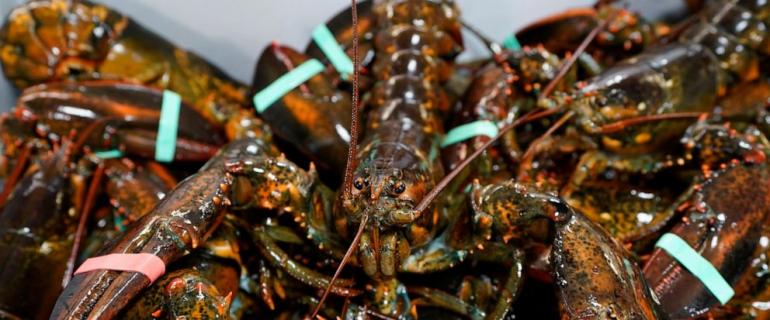 Maine lobstermen have slower year amid industry challenges