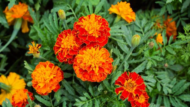 10 Fast-Growing Plants for Instant Garden Gratification