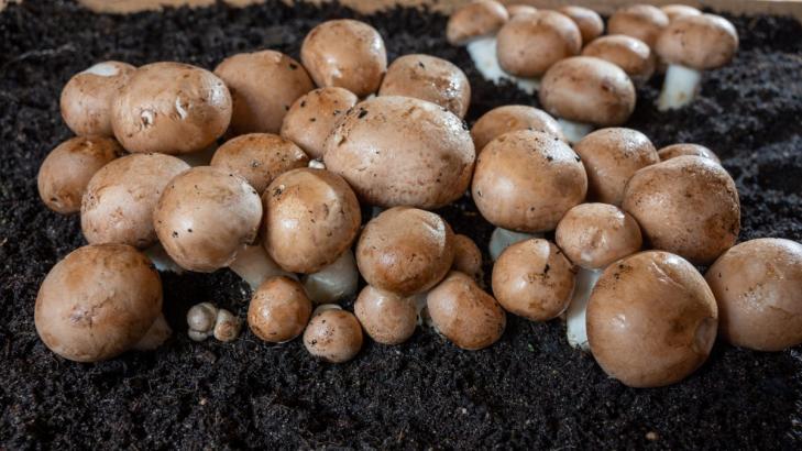 How to Start Growing Your Own Edible Mushrooms