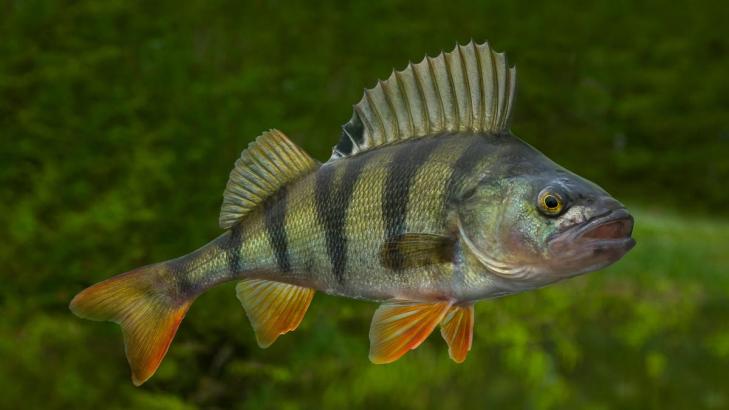 Help These Fish in the Netherlands Ring a Doorbell