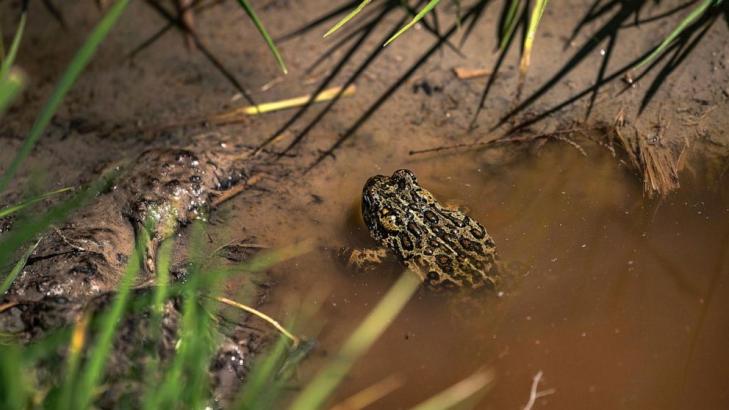 Geothermal developer wants to delist endangered Nevada toad