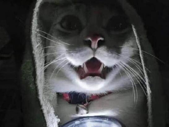 It’s Saturday? Release the Cats! (29 Photos)