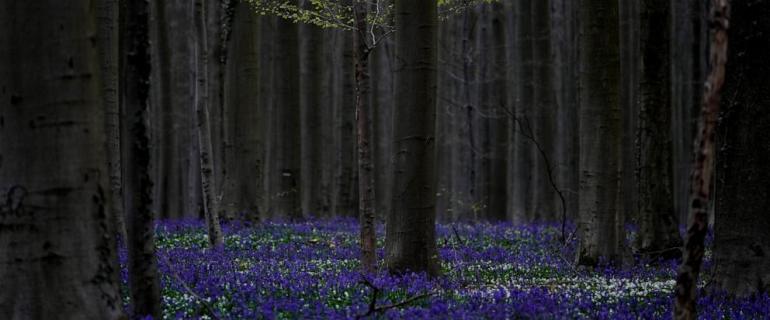 Keukenhof, Halle: Flower power draws crowds to Low Countries