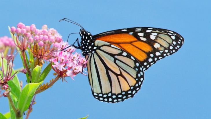 Book invites kids to turn home gardens into a national park