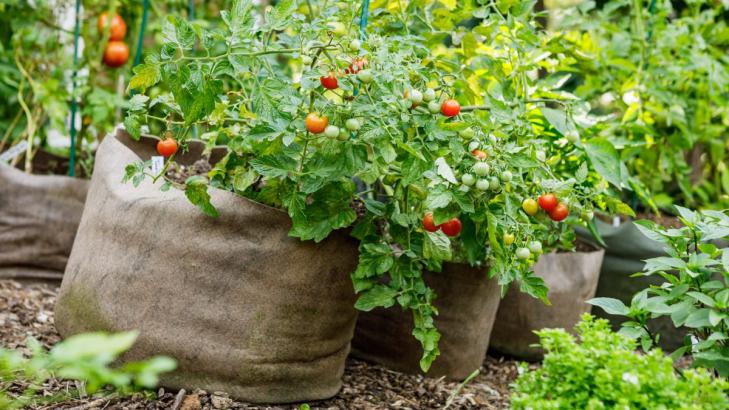 Grow Your Veggies in a Bag This Summer