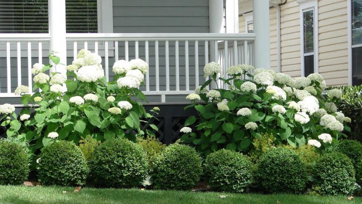 Surround Your House With These Foundation Plants