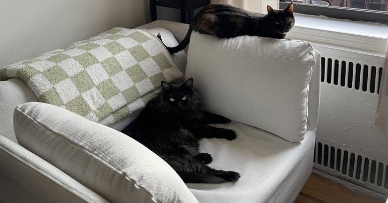 I Found the Perfect Armchair For Myself and My Cats