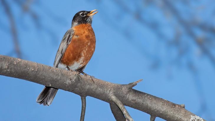 This App Can ID Any Bird In Your Neighborhood by Sight or Sound