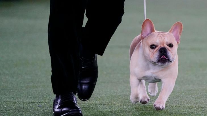 The Frenchie becomes a favorite — and a dog-show contender