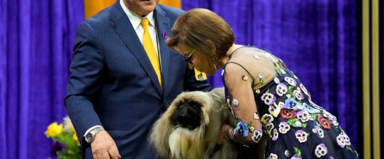 Peke, Frenchie, Aussie and, yes, PBGV make dog show finals