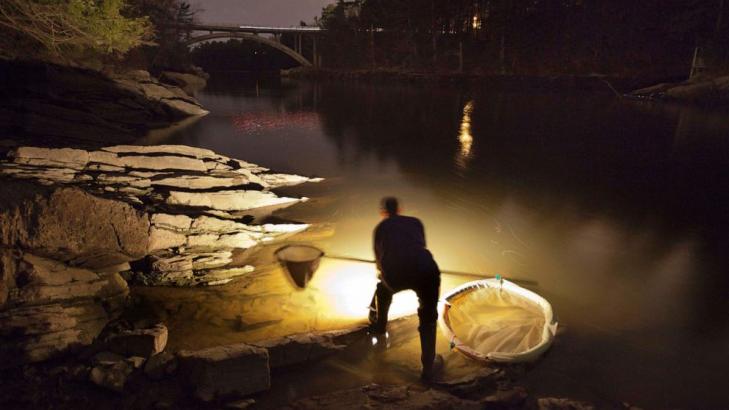 Baby eels remain one of America's most valuable fish after strong year in Maine