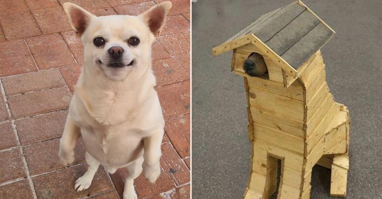 We might have a new species of dog on our hands here (30 Photos)