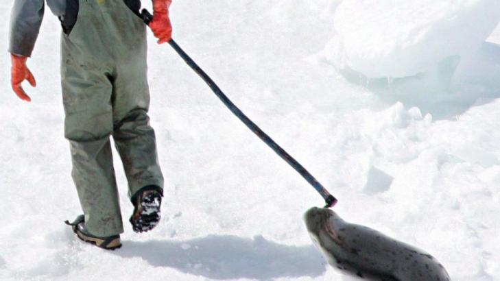 Canadian company pleads guilty to shipping banned seal oil to US