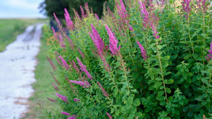 Stop Planting These Invasive Butterfly Bushes