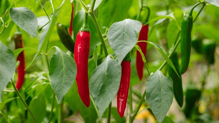 You Should Grow More Interesting Peppers