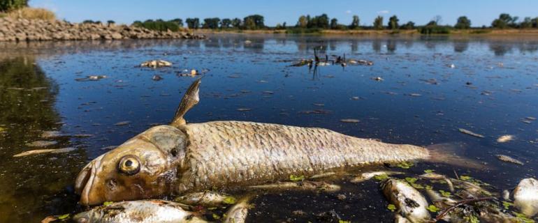 Poland, Germany discuss avoiding repeat of deadly river pollution but ready for all scenarios