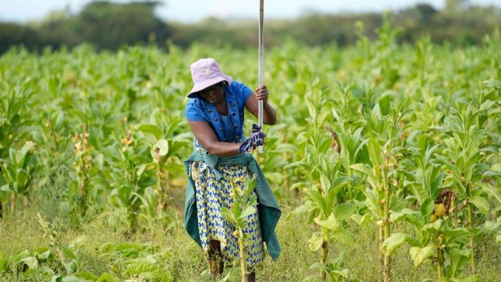 Zimbabwe reports record tobacco sales, mostly to China, yet many farmers deep in debt