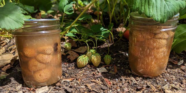 You Should Pick and Pickle Green Strawberries