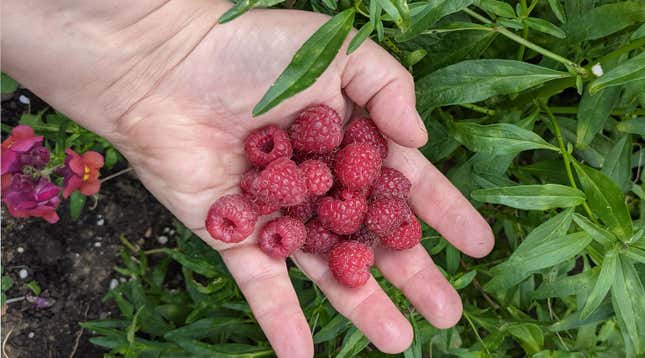 Stop What You’re Doing and Muddle Raspberries With Soy Sauce