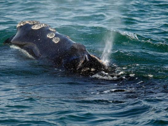 Georgia congressman wants to block US agency from slowing boats to protect endangered whales