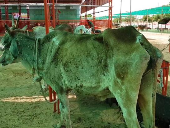 Over 100 Cows Dead In Meghalaya Due To Lumpy Skin Disease