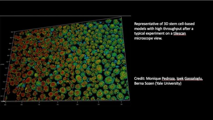 Scientists use stem cells to create models of human embryos and study our earliest days