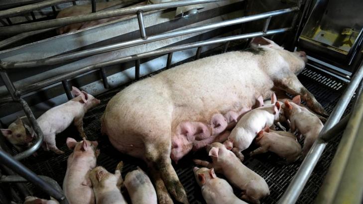 California bacon law takes effect but pork from farms using cages will still be on shelves