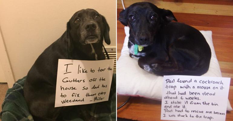 The dog shaming will continue until morale improves (31 Photos)
