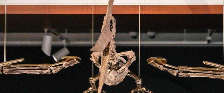 Fossilized skeletons of aerial and aquatic predators to be auctioned by Sotheby's