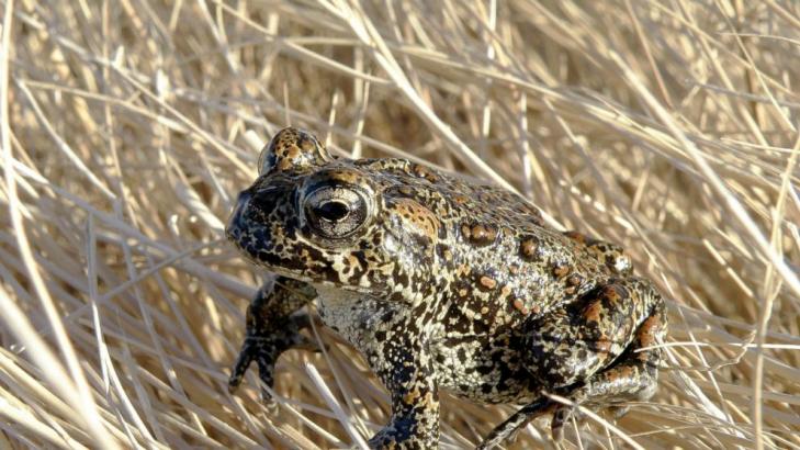 US to reopen review of Nevada geothermal plant near endangered toad while legal battle is on hold