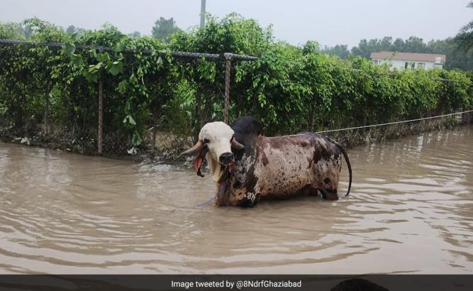 In Noida, Disaster Team Rescues Bull That Costs More Than A House