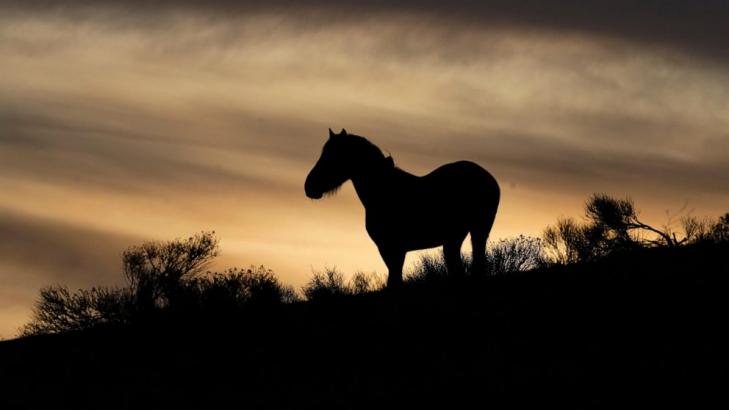 11 mustangs die in US roundup in Nevada caught on video