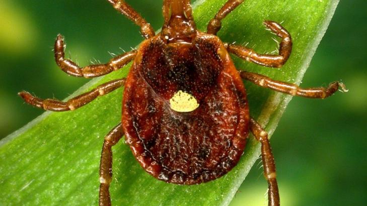 A meat allergy caused by tick spit is getting more common, CDC says